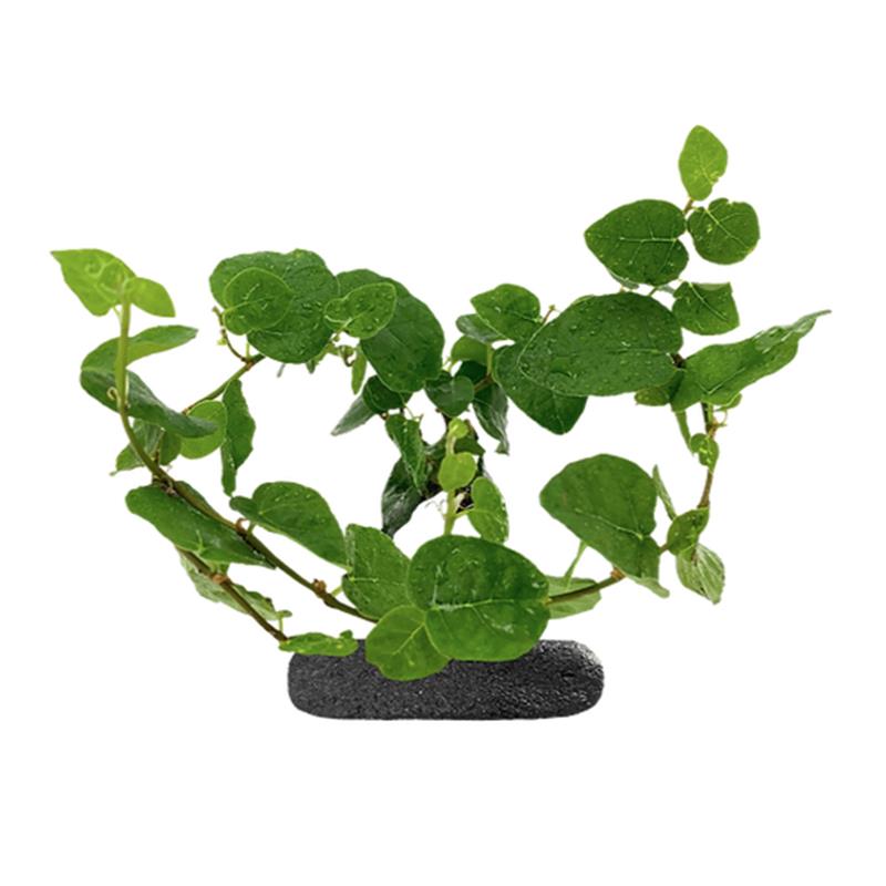 Planta cataratoare WIO Fig "Ficus pumila repens" - imagine 3